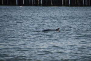 Superzoom Vergleich Tamron 270mm