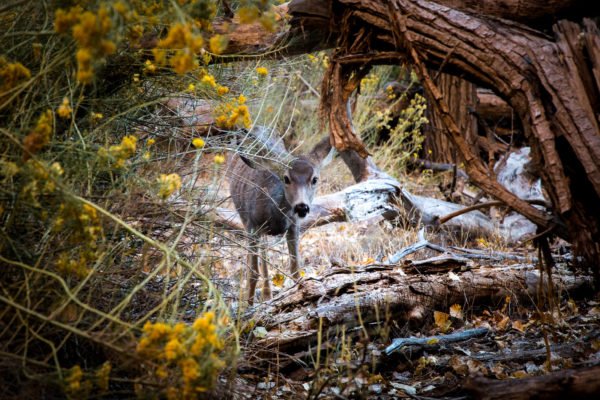 15 Tipps Für Perfekte Wildtier-Fotos — Lichter Der Welt