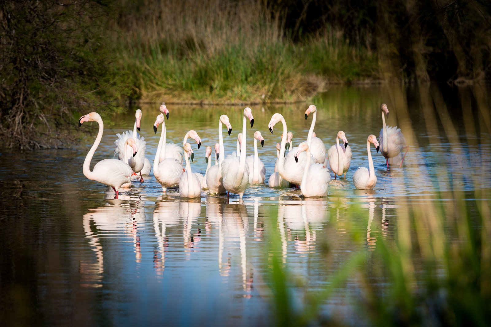 Teleobjektiv Empfehlung: Die besten Teleobjektive für Canon, Nikon, Sony