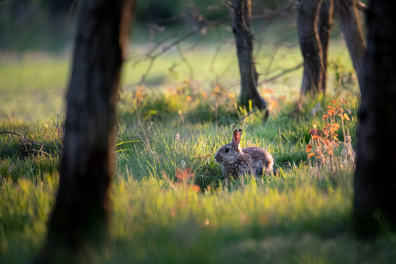 Teleobjektiv Empfehlung: Die besten Teleobjektive für Canon, Nikon, Sony