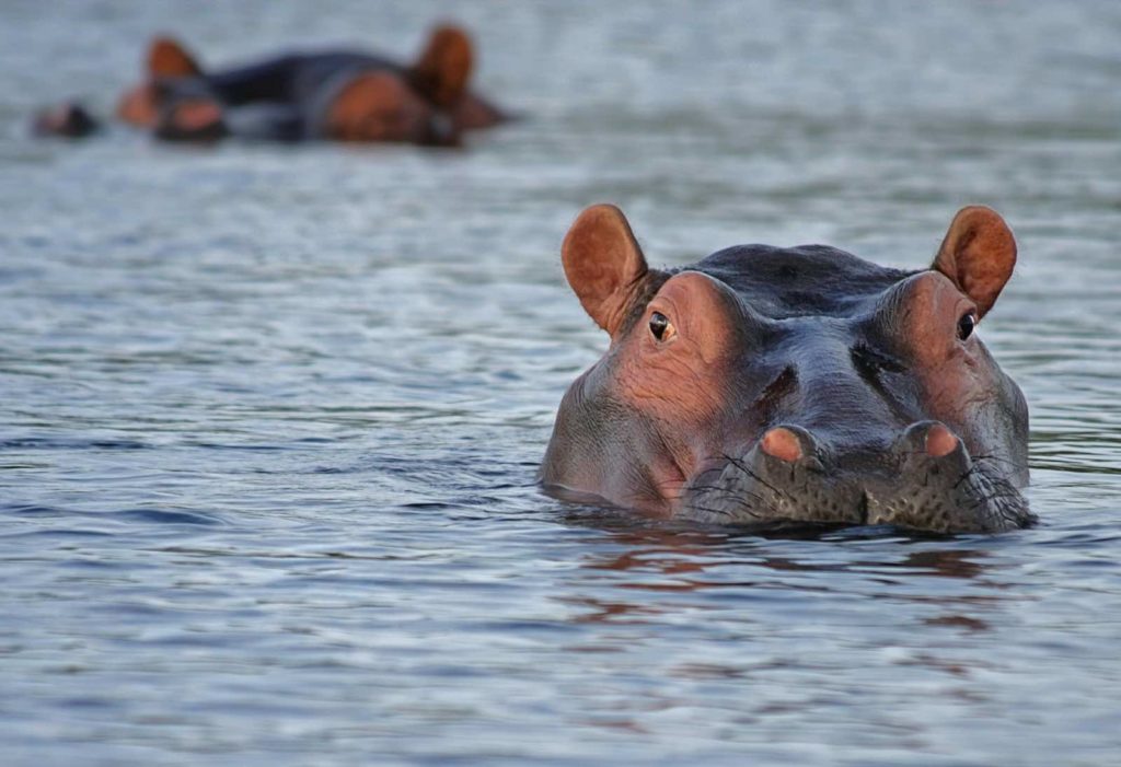Hippo auf einer Reise duch Botswana