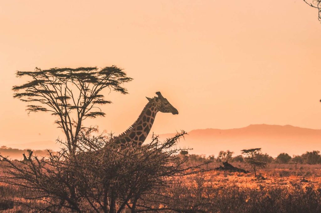 Reiche Tierwelten, spannende Kultur und Traumstrände: Fernreise nach Kenia