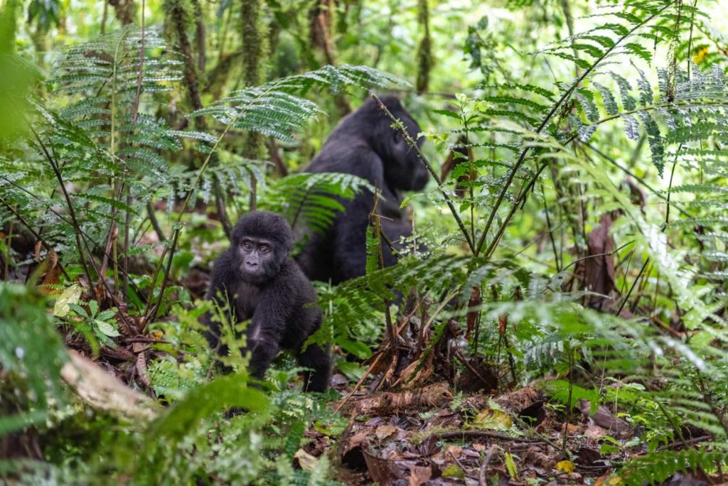 Gorilla Trekking Uganda Reise