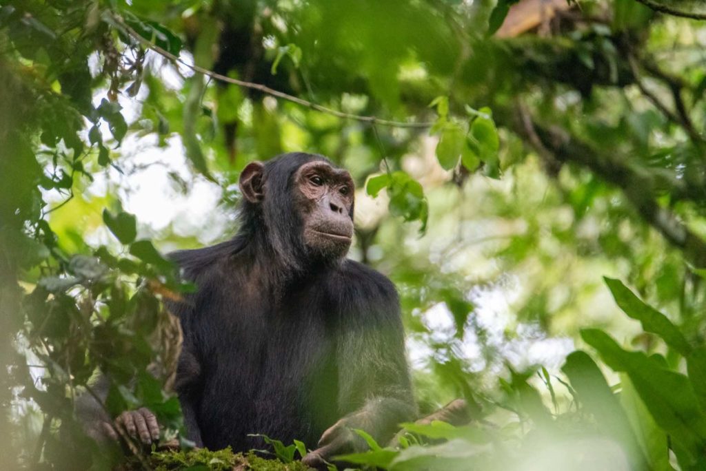 Uganda Schimpansen Trekking Fotos