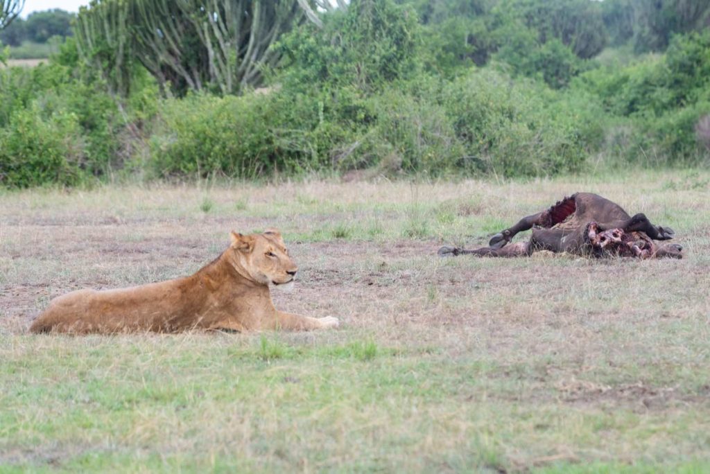 Löwen Buffalo Kill Uganda