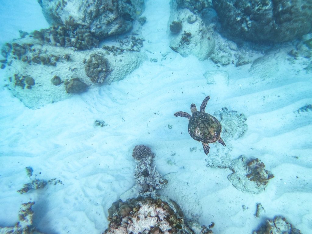 Unterwasserfotografie Spots