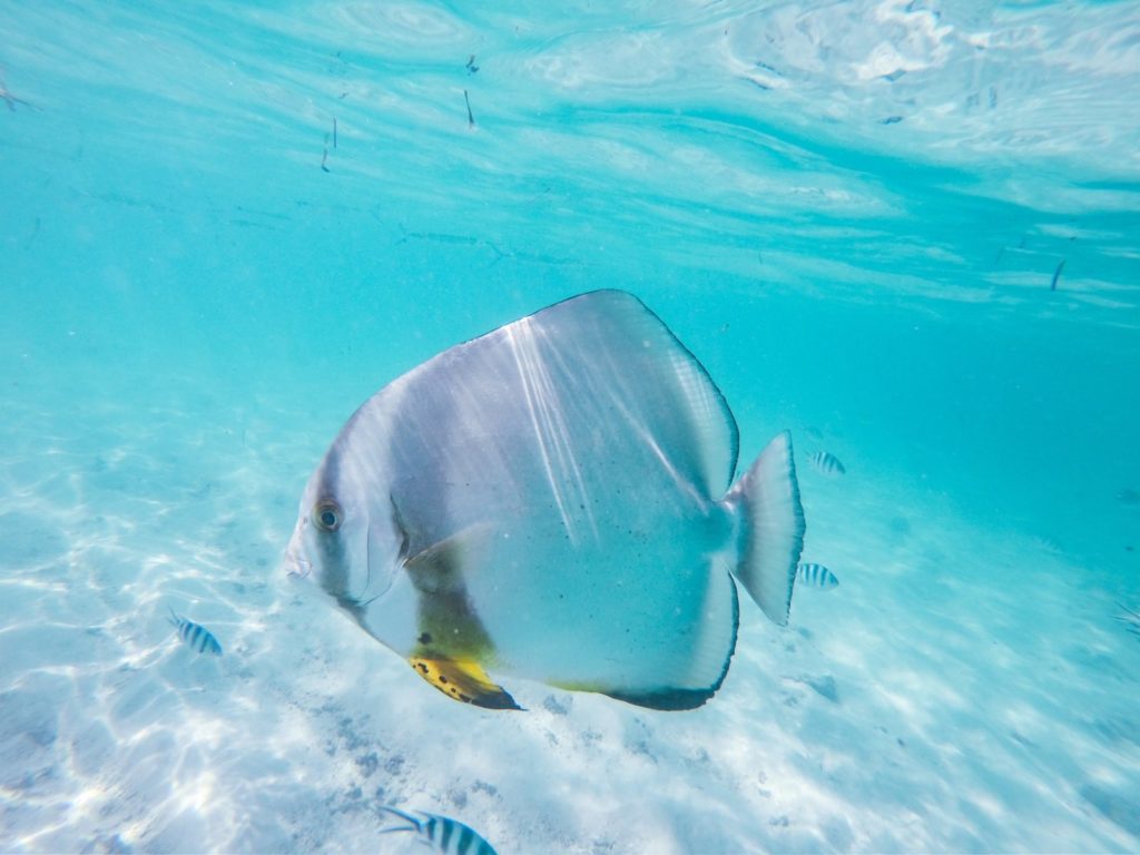 Unterwasserfotografie Seychellen