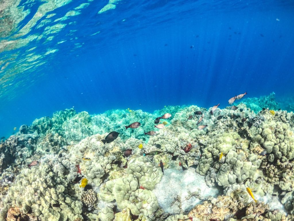 Fotos unter Wasser machen GoPro