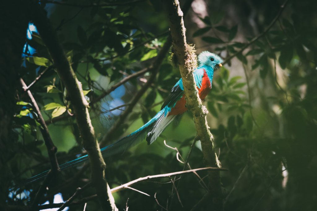 Quetzal Fotografieren Wo
