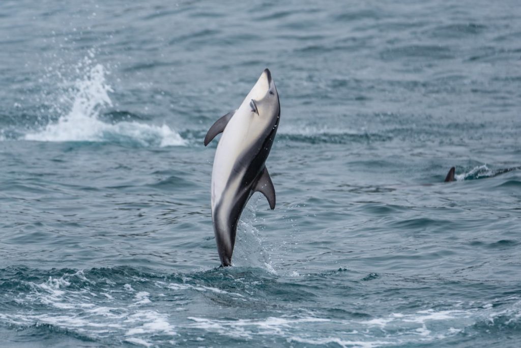 Dusky Dolphins Kaikoura