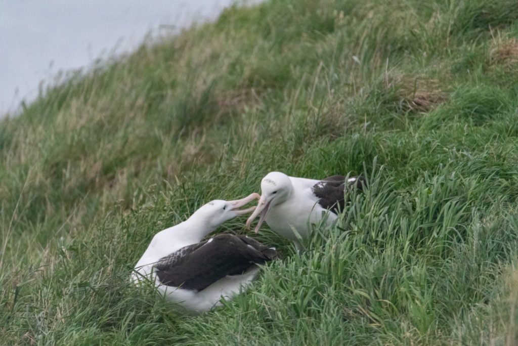 Albatrosse Neuseeland