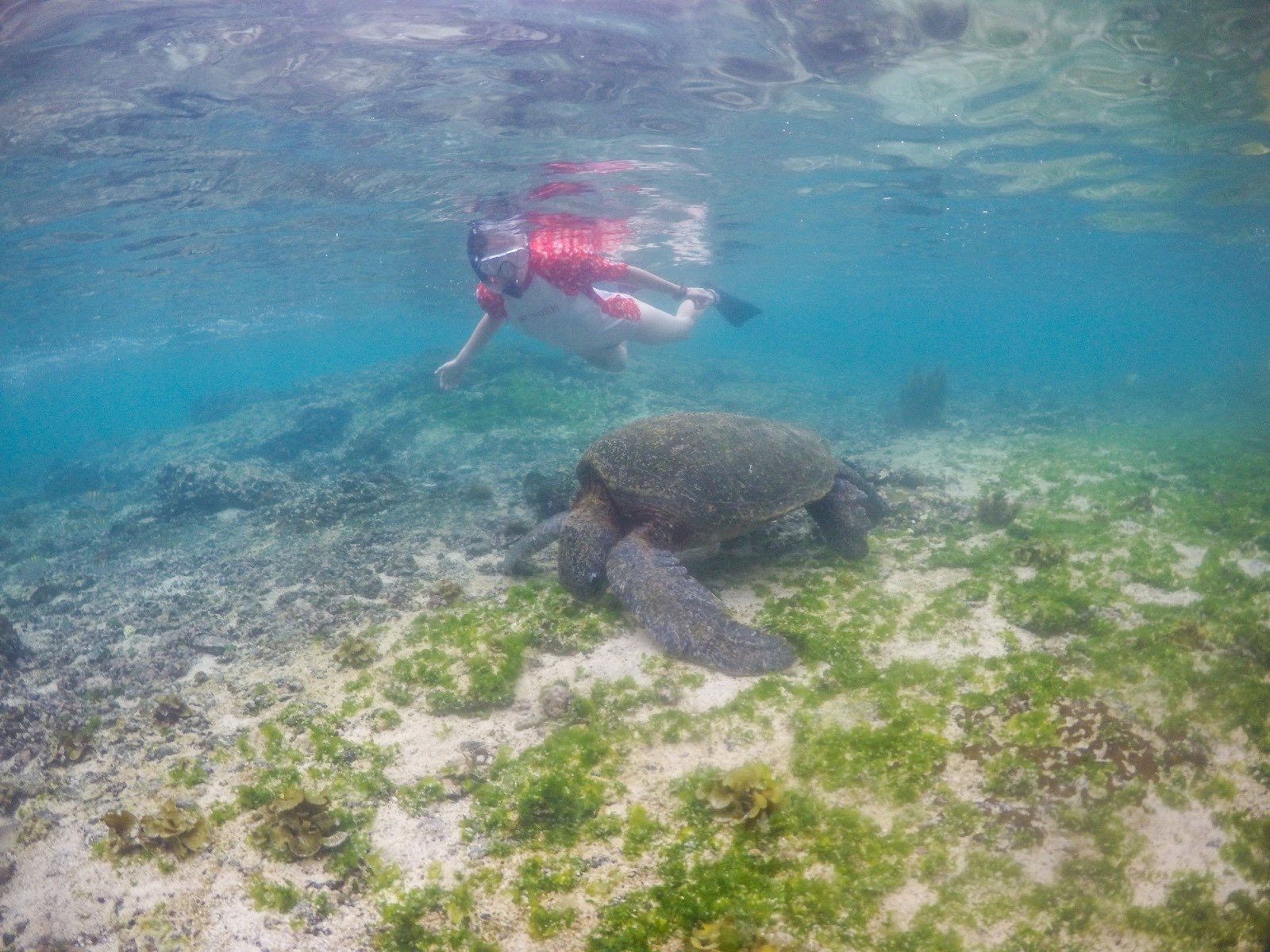 Galapagos Schildkröten schwimmen