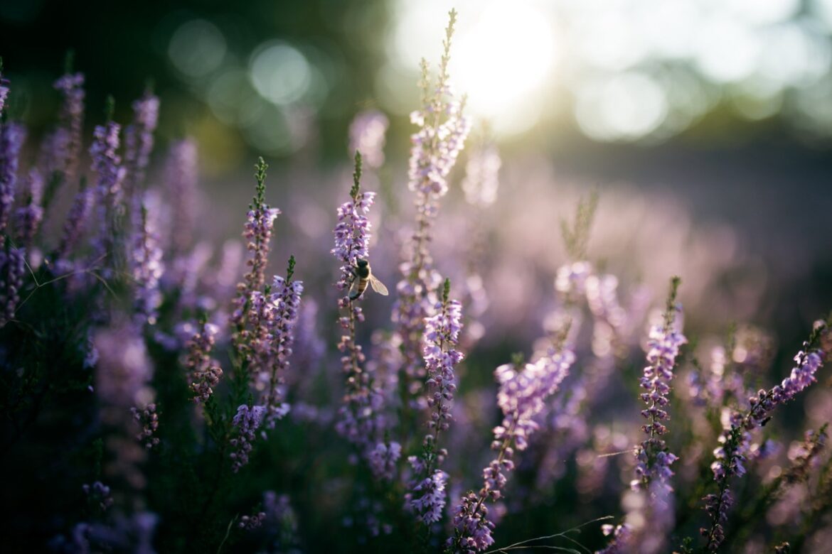 Festbrennweite Vorteile