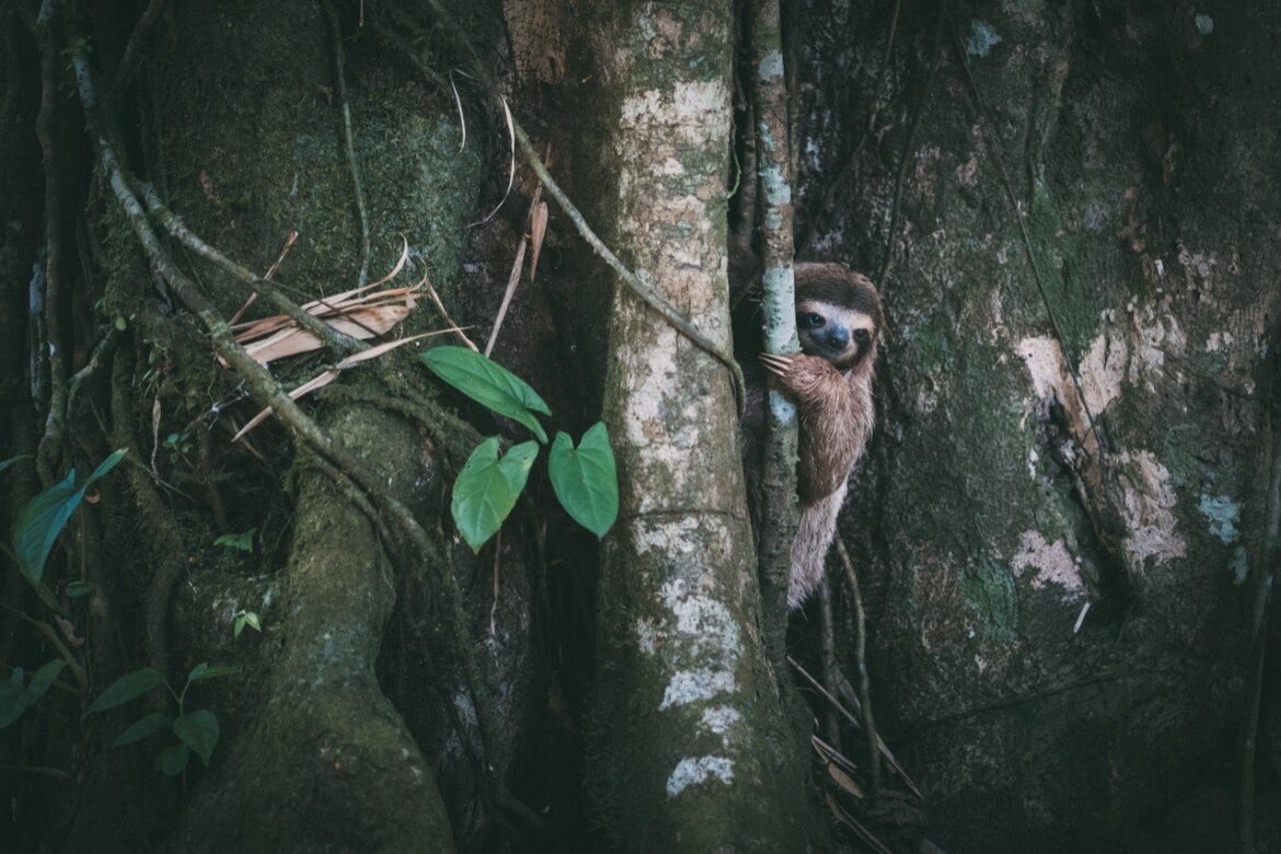 Wilde Tiere fotografieren auf Reisen