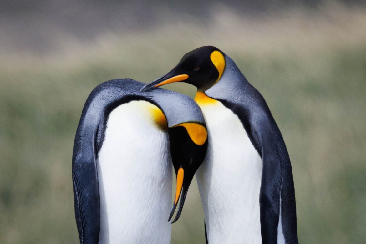 Portrait zweier Königspinguine auf Feuerland