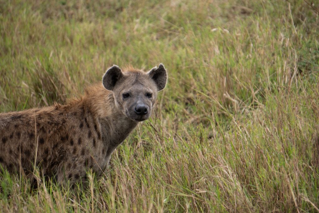 Hyäne in der Massai Mara
