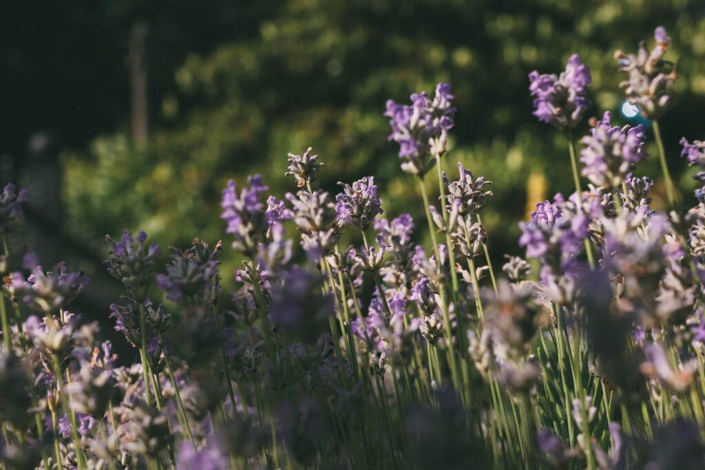 Sigma 18-50mm F2,8 Bokeh