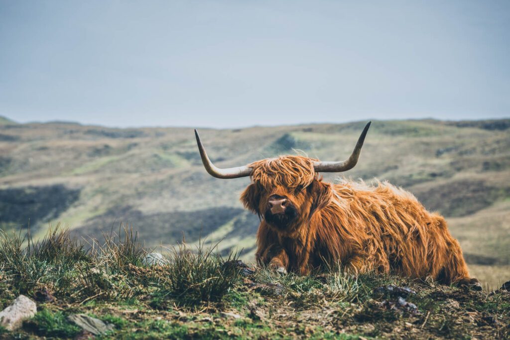 Schottisches Highlandrind