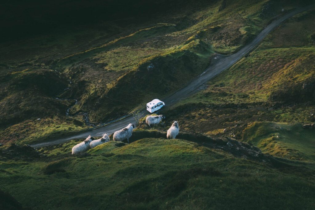 Neugierige Schafen schauen auf Wohnmobil