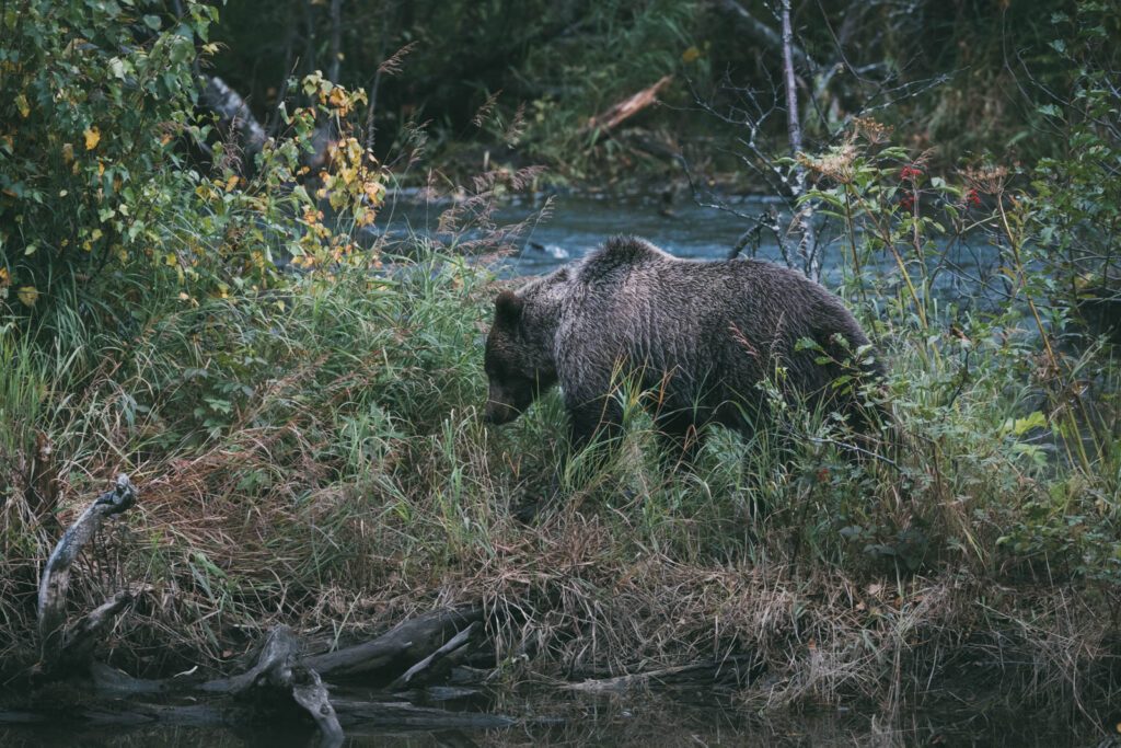 Grizzlybär fotografieren