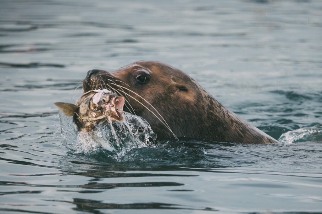 Seelöwen fotografieren in Alaska