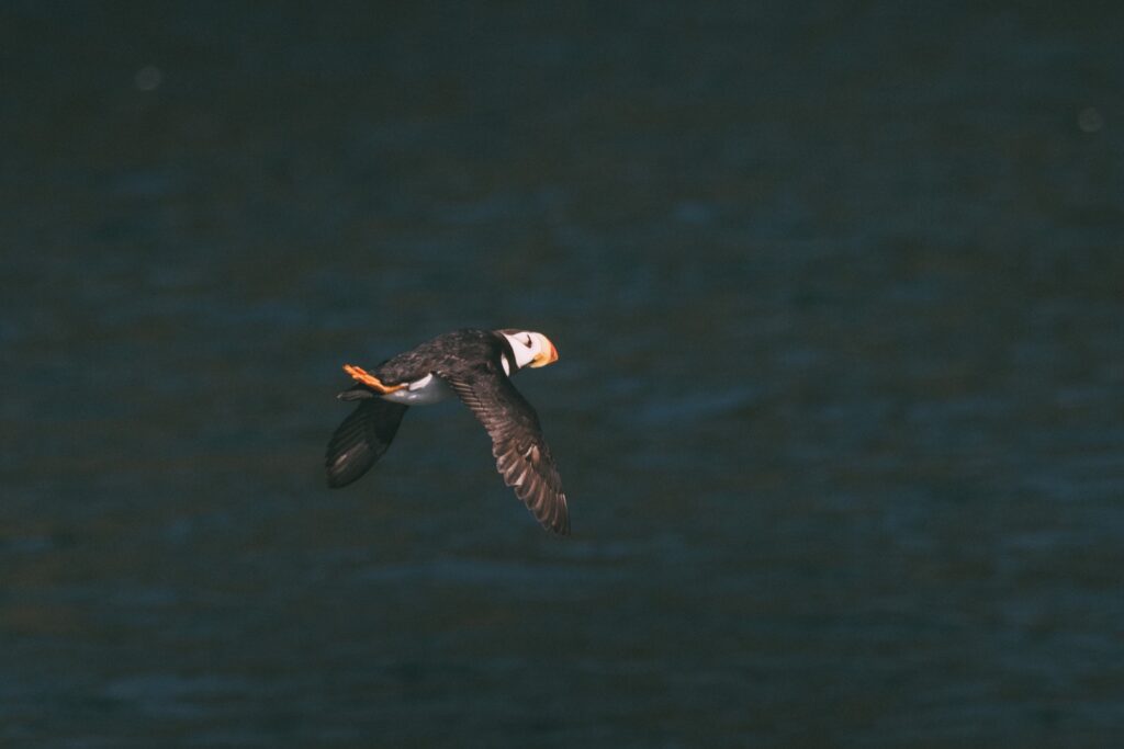 Papageientaucher Resurrection Bay