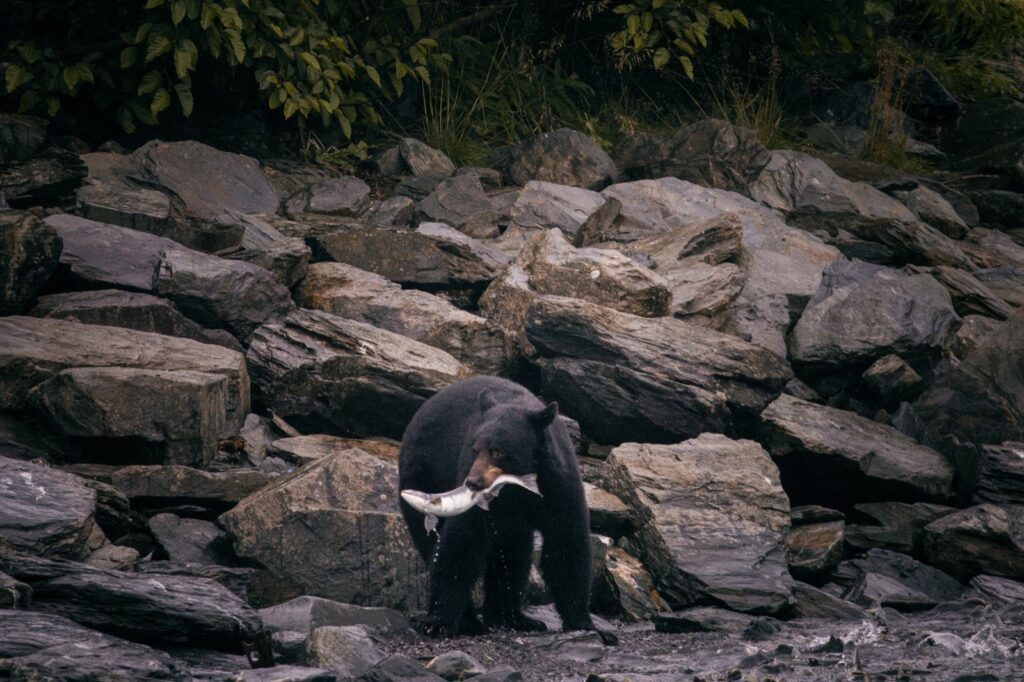 Bären fotografieren in Alaska