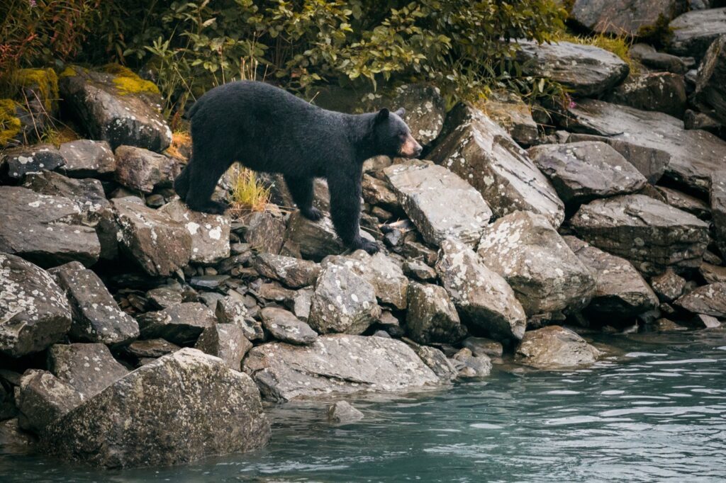 Alaska Erfahrungen Individualreise