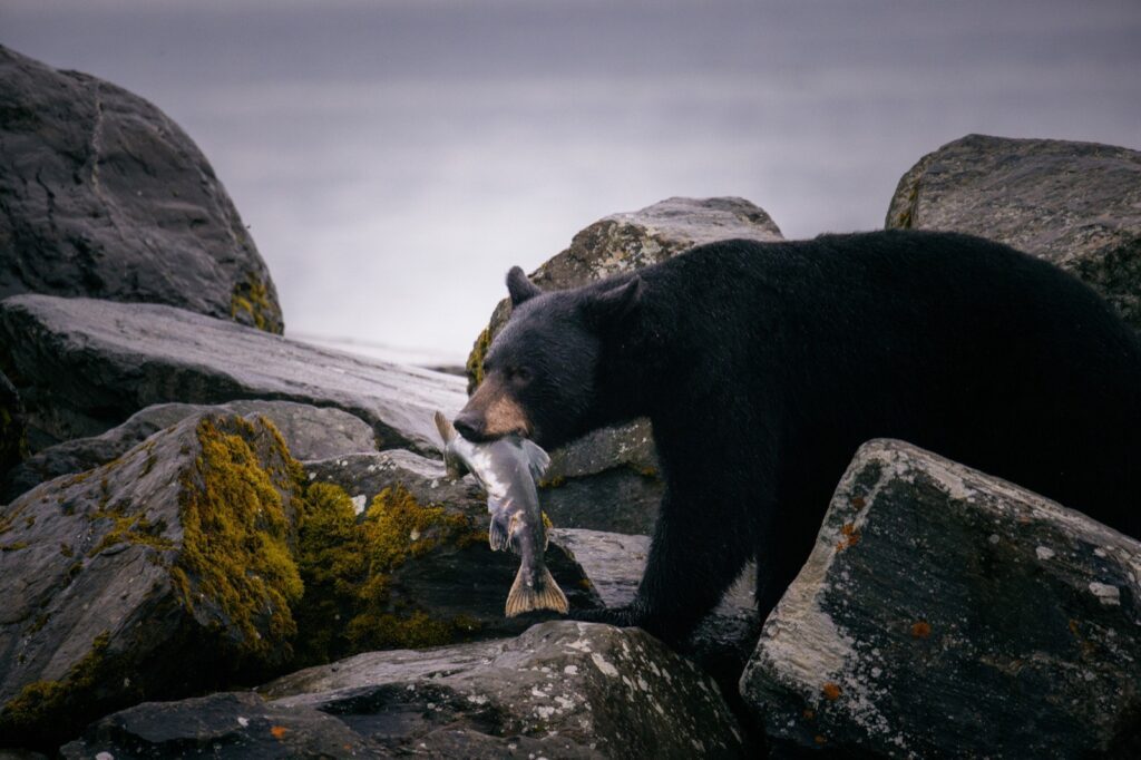 Alaska Reisebericht Schwarzbären ohne Tour