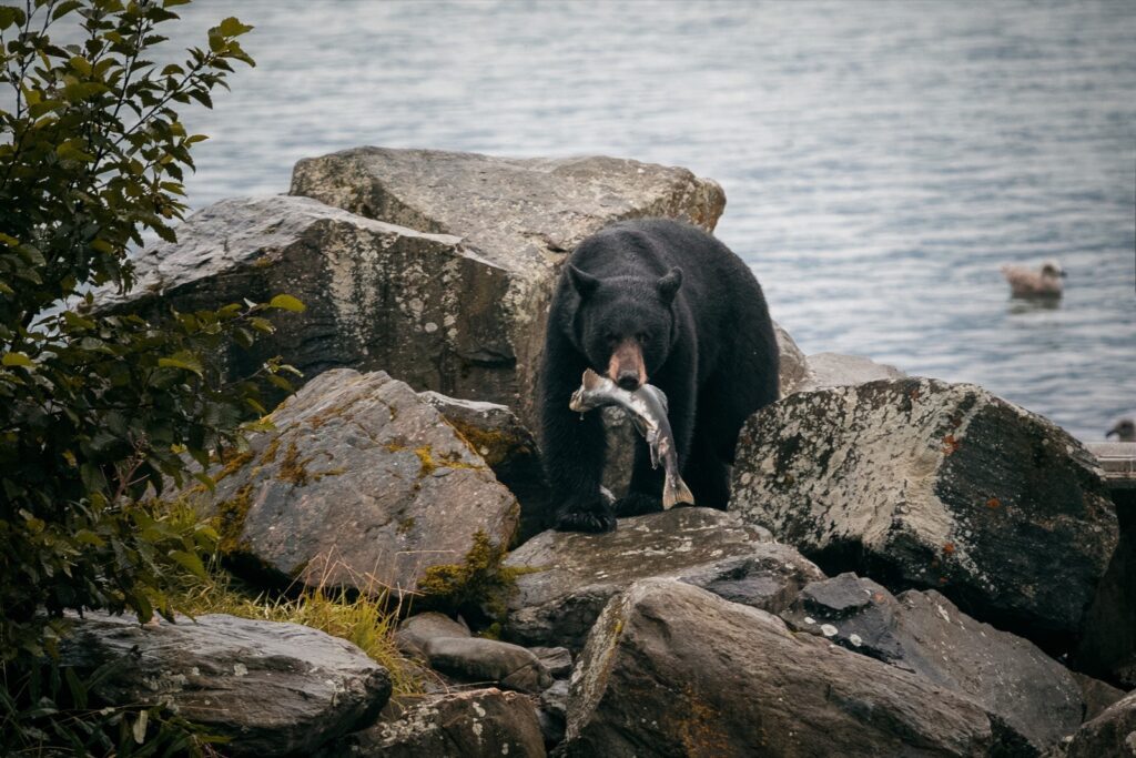 Alaska Reisebericht Schwarzbären ohne Tour