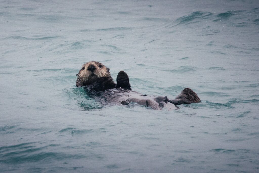 Otter in Valdez