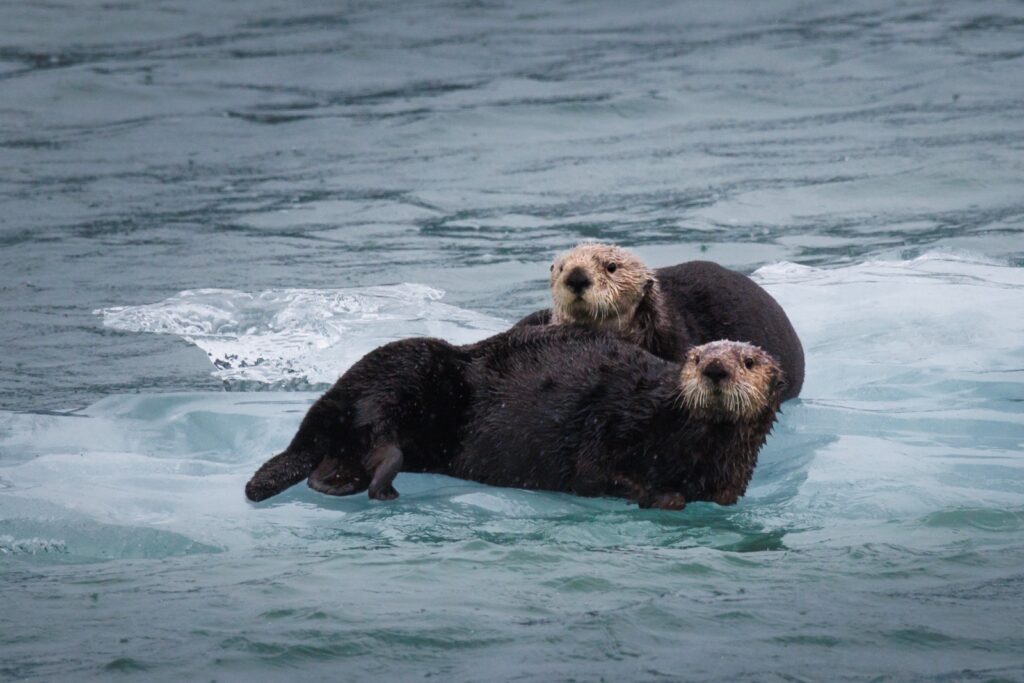 Otter Alaska