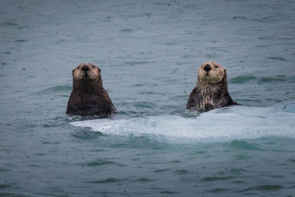 Otter auf Eisscholle