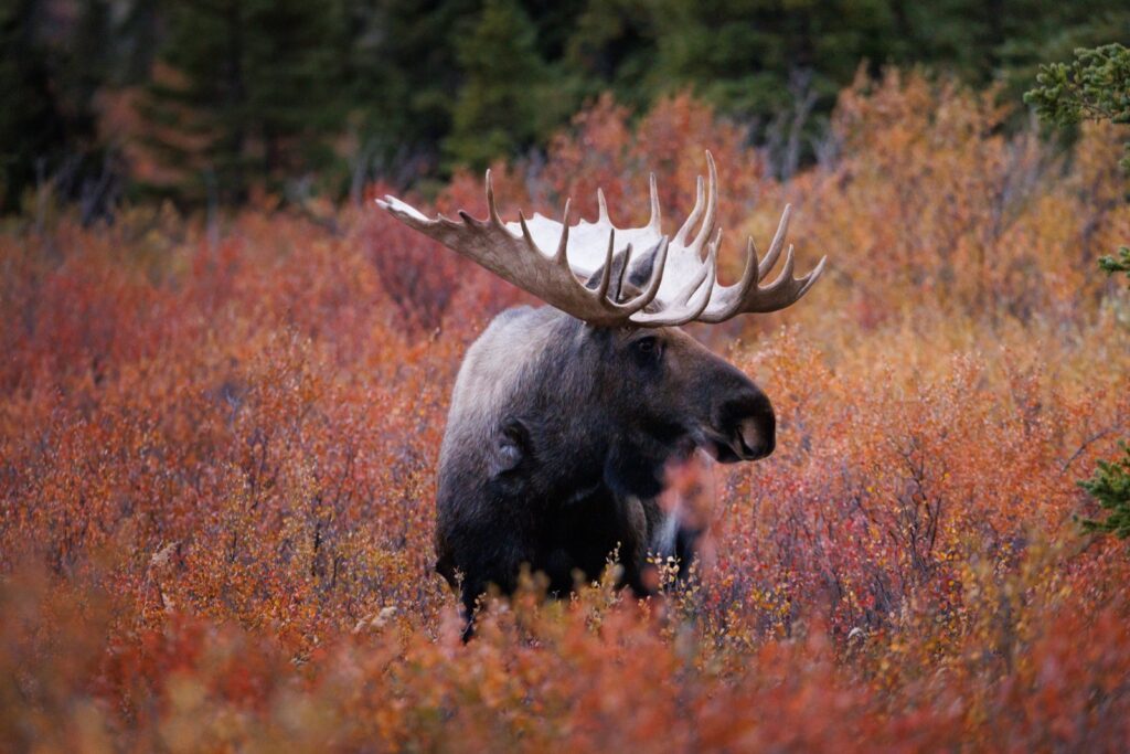 Elche Denali Nationalpark fotografieren