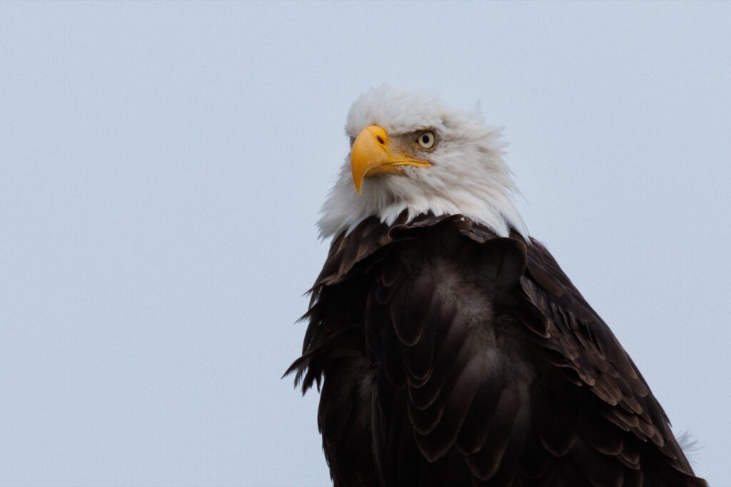 Weißkopfseeadler Porträt Fotos