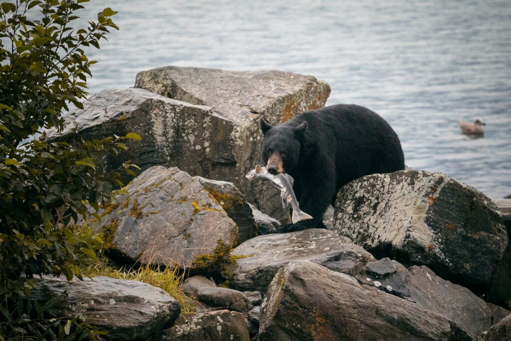 Schwarzbären gefährlich für Camper?