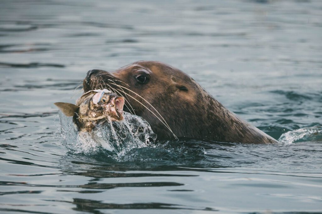 Wildlife Cruises in Alaska Erfahrungen Tipps