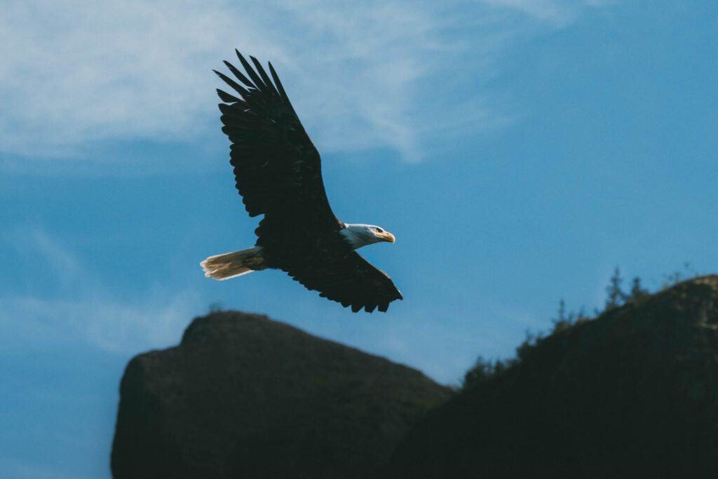 Weißkopfseeadler in Alaska fotografieren