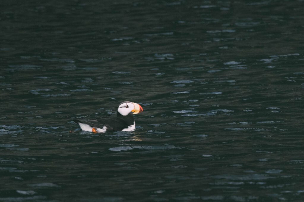 Papageientaucher in Alaska sehen wo