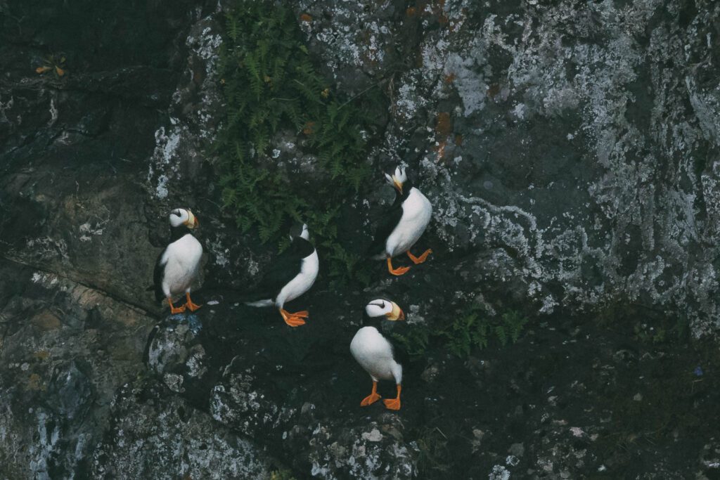 Wildlife Cruise Alaska Puffns