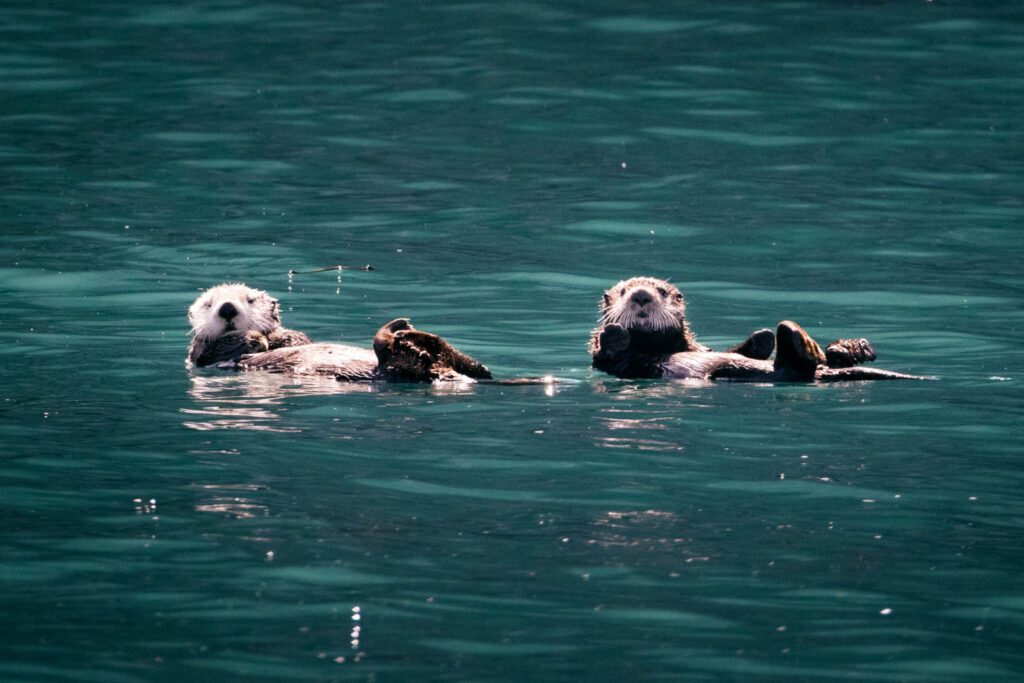 Wildlife Cruises Alaska 