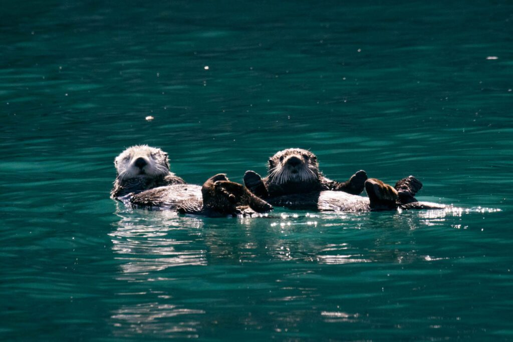 Wildlife Cruise Alaska