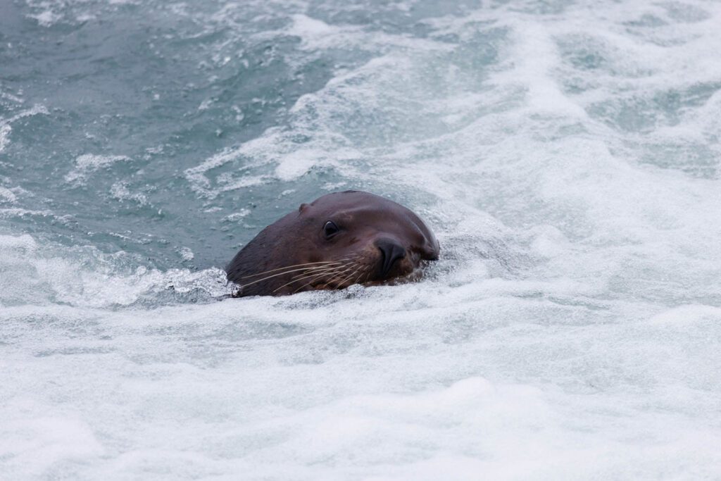 Seelöwen auf Wildlife Cruise Alaska