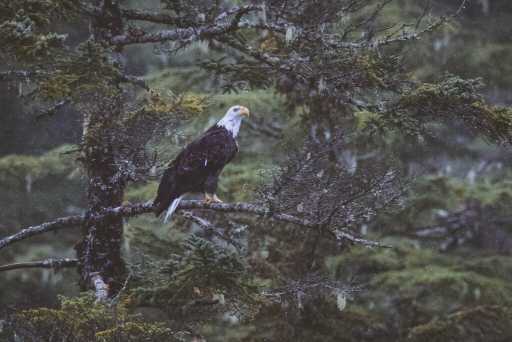 Adler sehen in Alaska Tipps