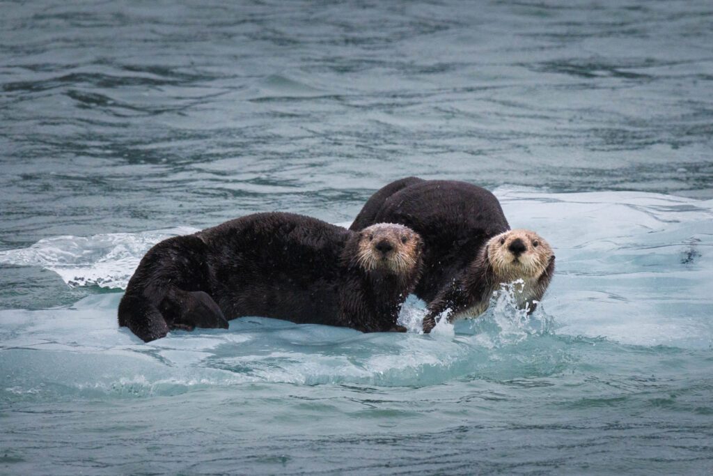 Otter auf Eisscholle in Alaska