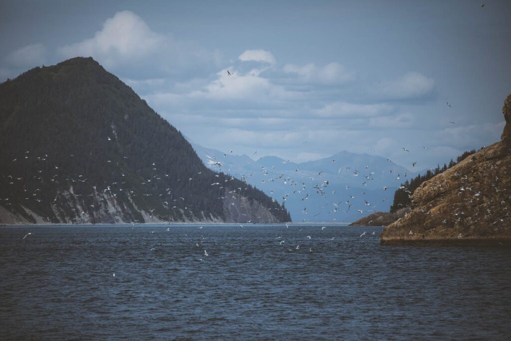 Wildlife Cruises Alaska Vergleich