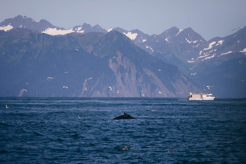 Buckelwal auf Wildlife Cruise Tiertour in Alaska