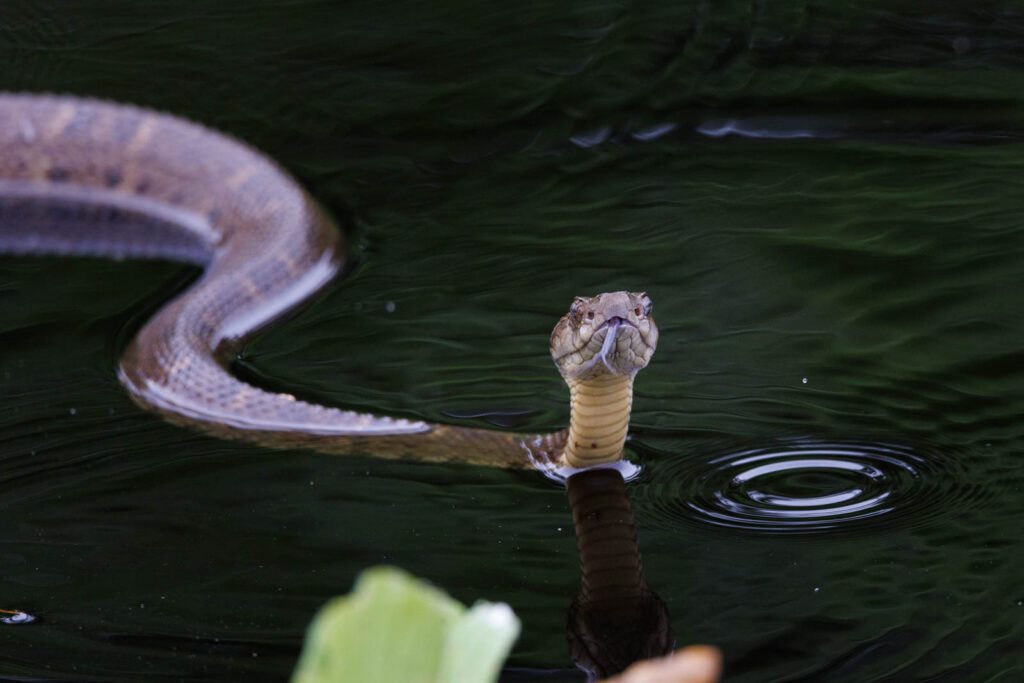 Lanzenotter Südamerika
