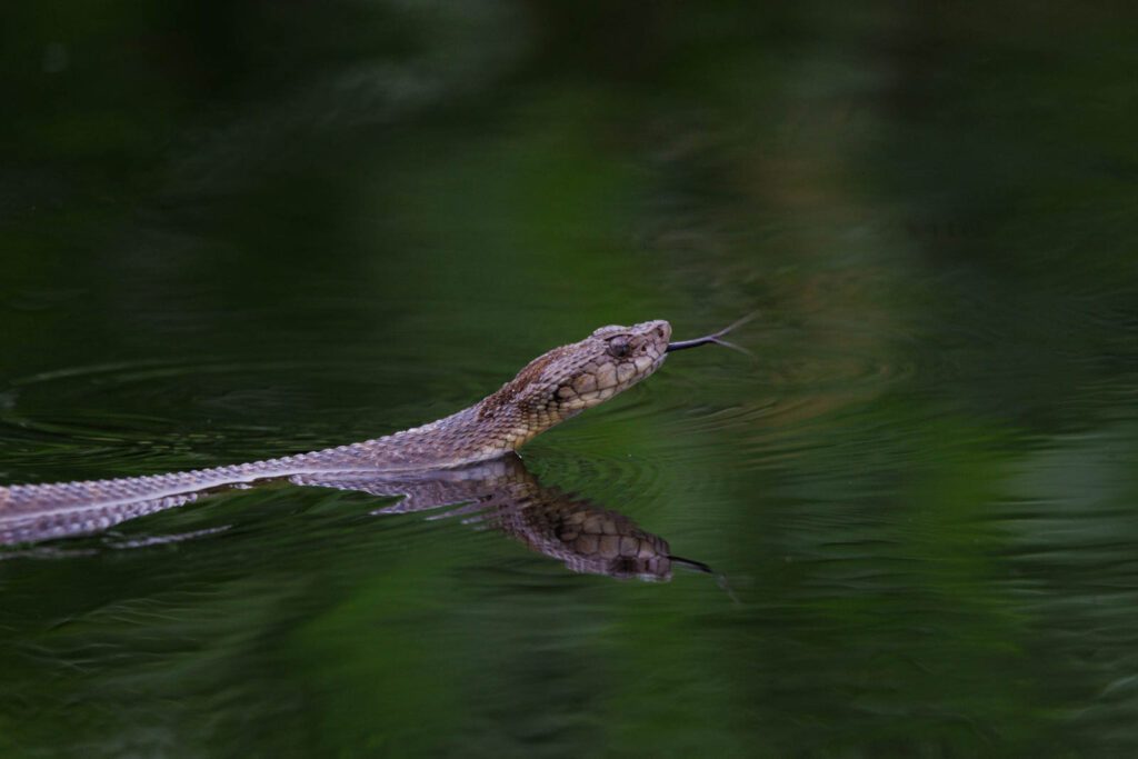 Lanzenotter Amazonas