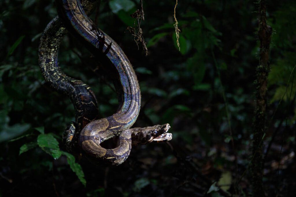 Boa constrictor in der Natur
